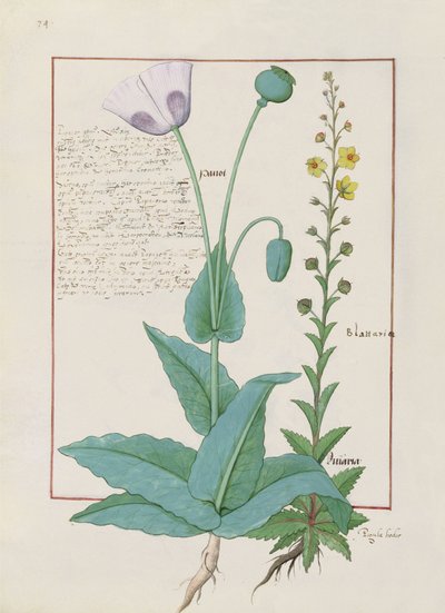 Poppy and Figwort, Illustration from The Book of Simple Medicines by Mattheaus Platearius by Robinet Testard